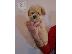 PoulaTo: Κουτάβια Maltipoo